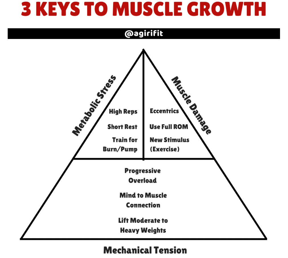 Three Mechanisms of Muscle Growth Pyramid